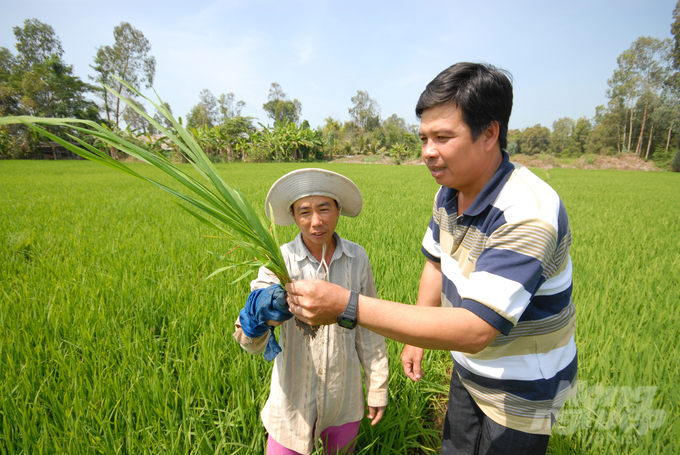 anh-3-154759_836-154800.jpg HTX Bình Hòa được đầu tư hệ thống thủy lợi tốt, có thể sản xuất 3 vụ lúa/năm. Ảnh: Lê Hoàng Vũ.