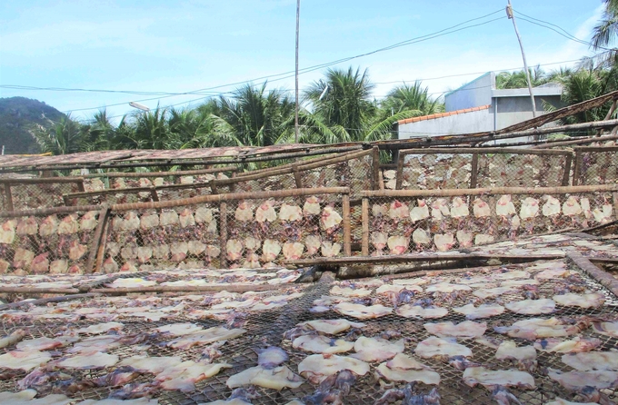 2-095302_324.jpg Mực xà phơi trên giàn cũng bốc mùi nồng nặc. Ảnh: V.Đ.T.