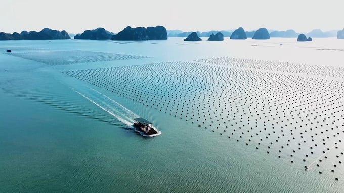 Về tiêu chuẩn kỹ thuật cho nuôi biển, Na Uy tự tin có những chuyên gia hàng đầu có thể chia sẻ, cũng như làm việc với các chuyên gia Việt Nam để xây dựng. Ảnh: Hồng Thắm.