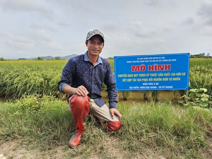 Mô hình chuyển giao kỹ thuật sản xuất lúa hữu cơ kết hợp tái tạo, phục hồi nguồn lợi rươi tự nhiên của huyện Kỳ Anh. Ảnh: Hoàng Anh.