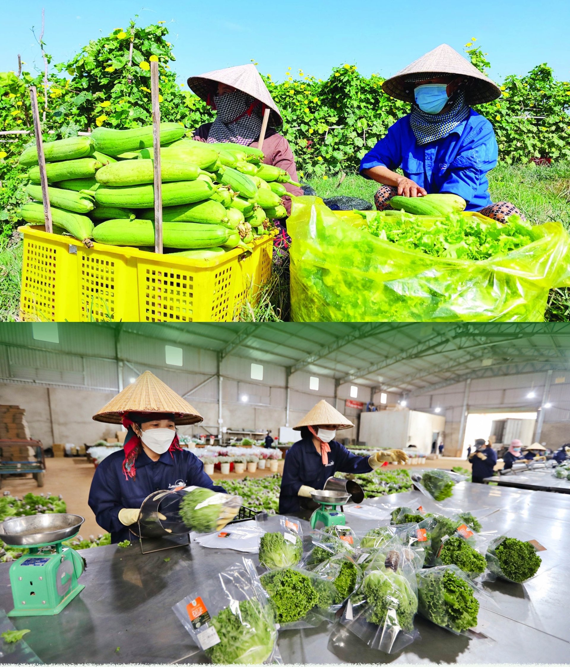 viet-tiep-cau-chuyen-von-lieng-055011_435.jpg