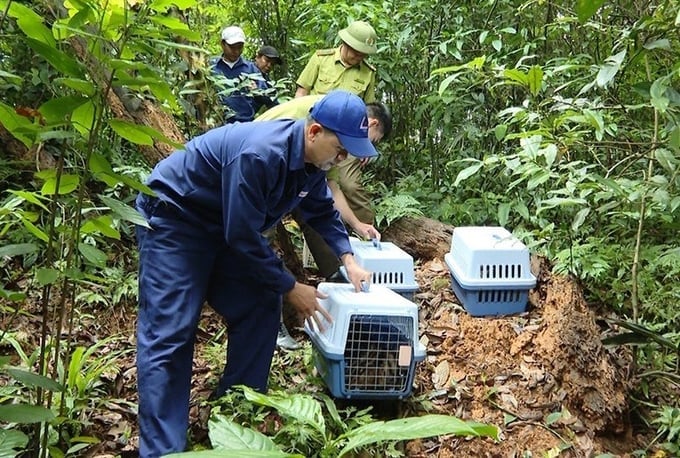Rescue staff release wildlife back into their natural habitat. Photo: T.D.