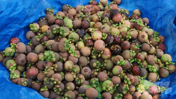 Currently, the price of type 1 ripe mangosteen ranges from VND 120,000 to 140,000/kg. Photo: Tran Phi.