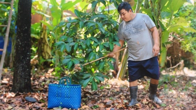 Lai Thieu mangosteen has a good price this year, but the crop has failed. Photo: Tran Phi.