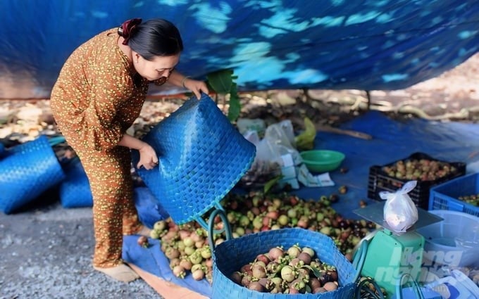The functional agency encourages farmers not to sell too much young mangosteen because it will affect the next crop's output. Photo: Tran Phi.