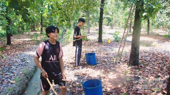 Mangosteen growers recommend that Binh Duong province continue to implement support policies to safely maintain the area of specialty fruit gardens. Photo: Tran Phi.