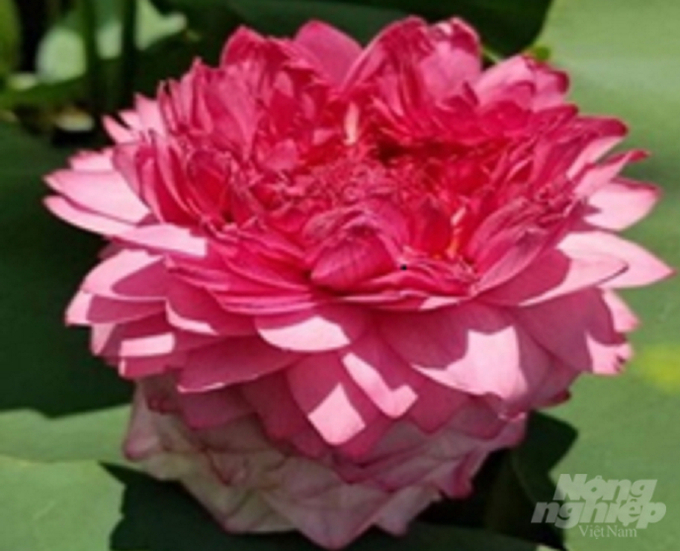 Thousand-petal lotus variety