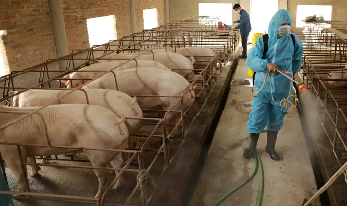 An important characteristic of the Foot-and-Mouth Disease (FMD) virus is the absence of cross-immunity between its serotypes, necessitating the use of the correct vaccine strain for effective prevention. Photo: PT.