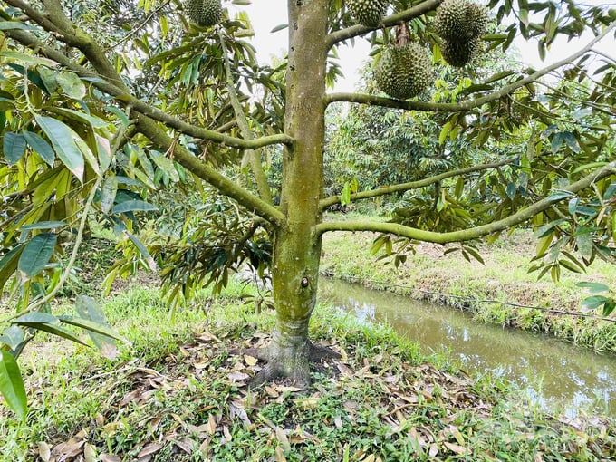 Giải pháp phòng và xử lý bệnh thối trái sầu riêng, đối với cây đã bị nhiễm bệnh, bà con cho cắt tỉa và thu gom những trái, cành lá đã nhiễm bệnh mang ra khỏi vườn tiêu hủy, tránh lây lan sang cây khác. Ảnh: LHV.