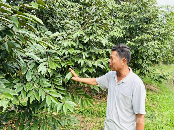 Giải pháp phòng và xử lý bệnh nứt thân xì mủ, thối thân, thối rễ, nhà vườn luôn tạo vườn cây thông thoáng, giảm ẩm độ vào mùa mưa, tạo điều kiện cho cây nhận đủ ánh nắng mặt trời là giải pháp tốt để phòng ngừa nấm bệnh. Ảnh: LHV.