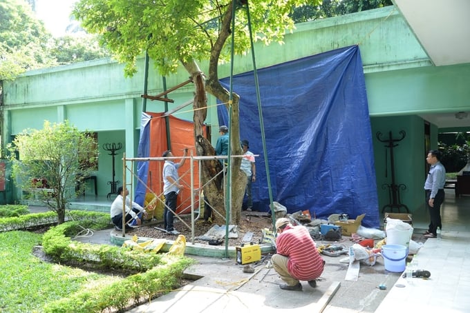 danh-tron-tam-suc-gin-giu-vuon-cay-ao-ca-bac-ho-cho-mai-sau-152435_499.jpg Khu di tích phối hợp cùng các nhà khoa học chữa bệnh, phục hồi cho cây trường xanh trước Nhà di tích 67