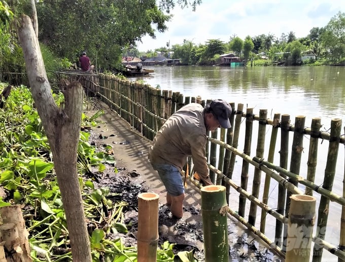 Công trình kè sinh thái dễ thực hiện, có chi phí thấp, được làm bằng những vật liệu sẵn có tại địa phương và mang lại hiệu quả cao. Ảnh: Trung Chánh.
