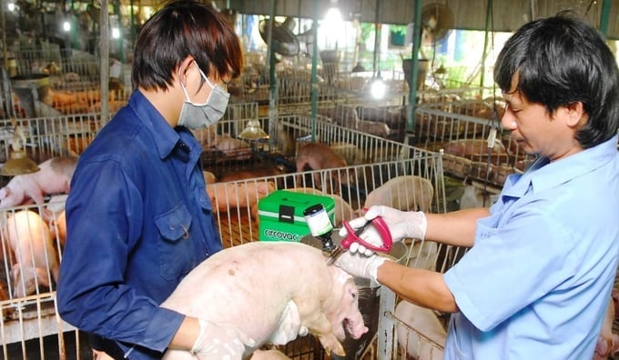 Rapid and timely vaccination of over 70% of the cattle population is crucial for controlling foot-and-mouth disease (FMD). Photo: PT.