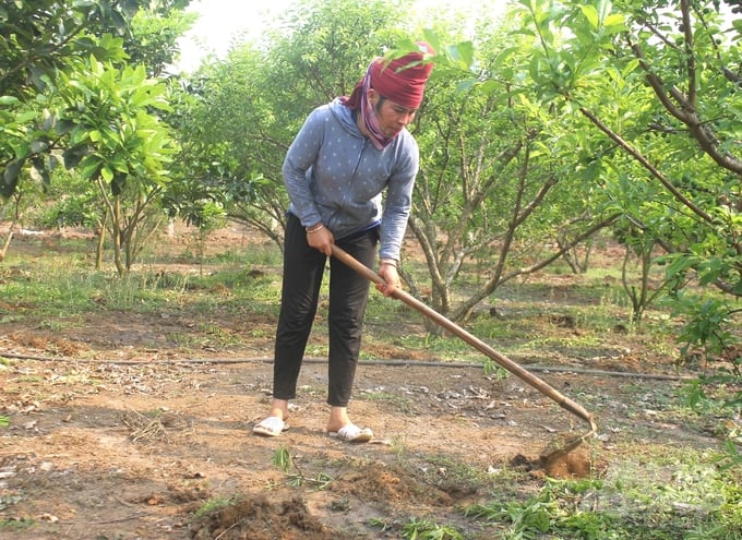 In Son La, the CAEGs have been increasingly supporting farmers in applying advanced techniques and implementing useful solutions in production. Photo: Quang Dung.