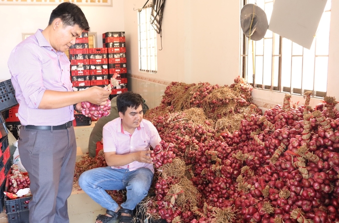 Việc liên kết với doanh nghiệp để tiêu thụ hành tím sản xuất theo hướng hữu cơ ở tỉnh Sóc Trăng tương đối thuận lợi. Ảnh: Kim Anh. 