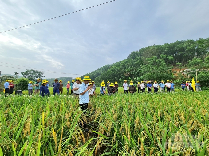 z5479482742449_00a8b543e9582ac393744a3c2f023f71-151648_628-151649.jpg So sánh với giống lúa đối chứng khác thì hạt vàng 36 trong quá trình sinh trưởng, phát triển cùng không xuất hiện sâu đục thân, bệnh bạc lá, bệnh đạo ôn. Ảnh: Đào Thanh.