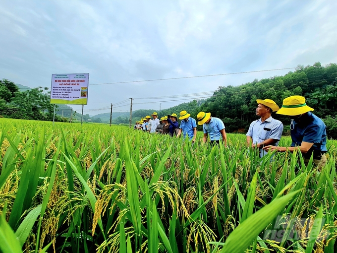 z5479482831198_1b70268f3b4424cafa9d0eb50a22127e-151509_53-151509.jpg Giống lúa hạt vàng 36 được đưa vào trồng thử nghiệm trên đồng ruộng của xã Tú Thịnh, huyện Sơn Dương. Ảnh: Đào Thanh.