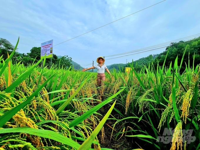 z5479482898438_97b8140a6f0e75421dc01114be7234d6-151738_741-151739.jpg Giống lúa hạt vàng 36 mở ra hi vọng về giống lúa năng suất, chất lượng cho người nông dân ở Tuyên Quang. Ảnh: Đào Thanh.