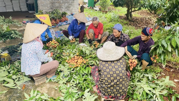 Người dân phấn khởi thu hoạch vải sớm tại huyện Tân Yên, Bắc Giang.