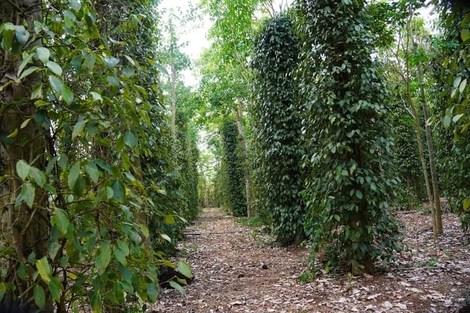 Organic farming helps the soil stay fertile and the pepper plants stay green and healthy. Photo: Nguyen Thuy.