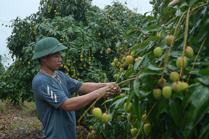 Anh Hoàng Văn Sơn, thôn Quất Du 1, xã Phúc Hòa (huyện Tân Yên) bên những cây vải sớm trĩu quả sắp thu hoạch. Ảnh: Tùng Đinh.