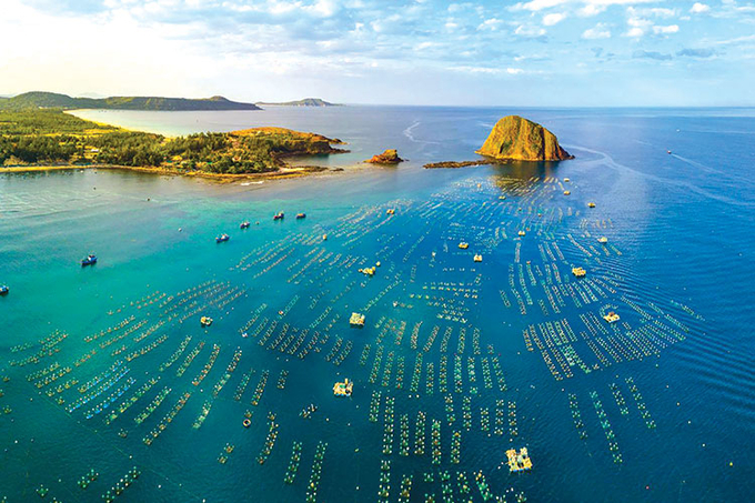 According to Deputy Minister of Agriculture and Rural Development Phung Duc Tien, if organized well, Vietnam's marine farming industry will be updated with international development momentum. Photo: TL.