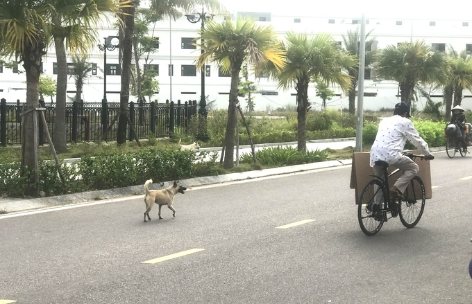 3-090658_104.jpg Những đội bắt chó thả rông của thành phố Quy Nhơn (Bình Định) sẽ hoạt động trong đầu thắng 6/2024. Ảnh: V.Đ.T.