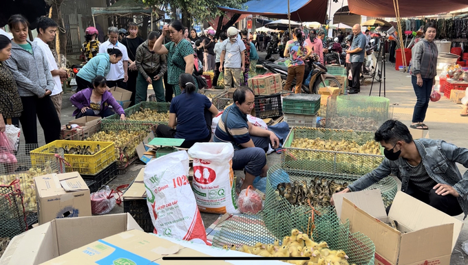 Dù có sự xuất hiện của lực lượng chức năng quản lý chuyên ngành chăn nuôi và thú y, các tiểu thương ở chợ phiên Cao Bình, xã Hưng Đạo, thành phố Cao Bằng vẫn ngang nhiên bán những con giống gà, vịt không rõ nguồn gốc xuất xứ, không có giấy tờ kiểm dịch. Ảnh: M.P.