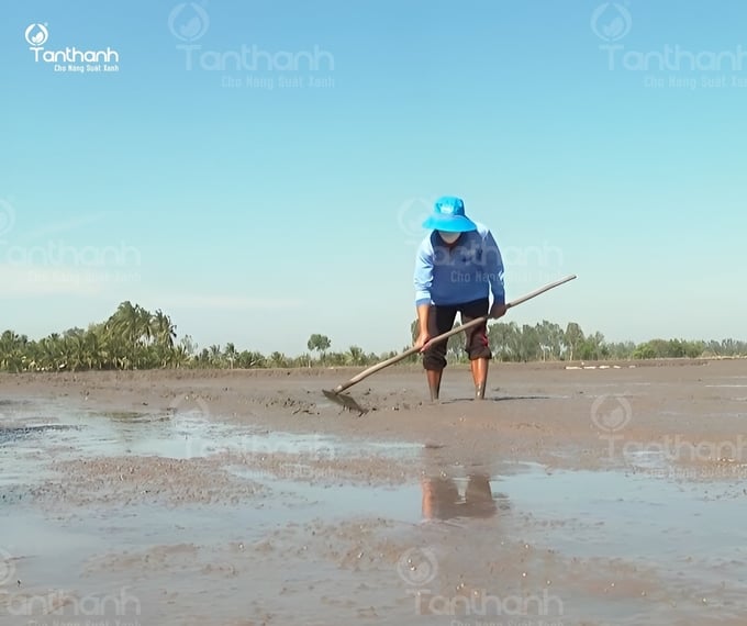 Khâu làm đất vệ sinh đồng ruộng gấp gáp, chưa kỹ do mùa vụ cập rập khiến cho hạt lúa cỏ không bị vùi sâu, sức nảy mầm vẫn nhanh và mạnh cũng là một trong những nguyên nhân. Ảnh:Thanh Tuyền.