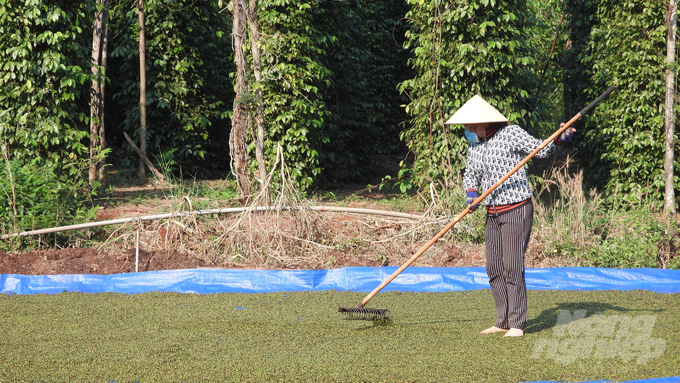 Liên kết để sản xuất hồ tiêu theo tiêu chuẩn quốc tế đang là xu hướng của các hộ dân trồng tiêu tại Bình Phước. Ảnh: Trần Trung.