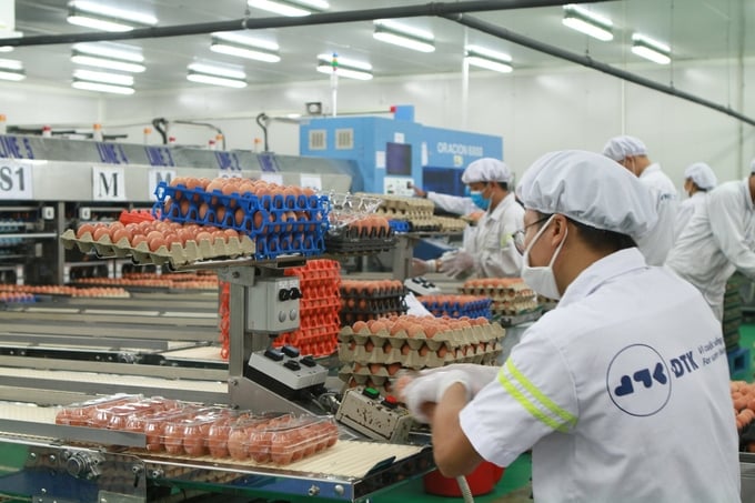 dtk22-213143_79.jpeg Dự án trứng gà sạch ĐTK Phú Thọ thời hoàng kim. Ảnh: Hoàng Anh.