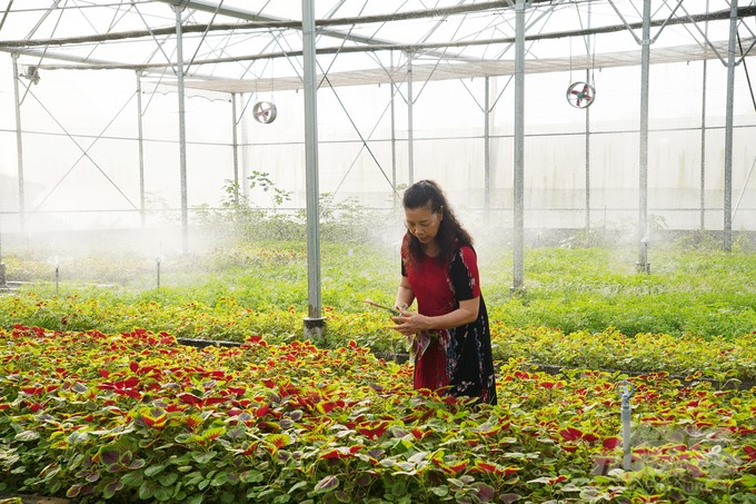With methodical investment, Viet Ha Organic Farm has achieved the first organic certification in Hon Quan district, Binh Phuoc province. Photo: Nguyen Thuy.