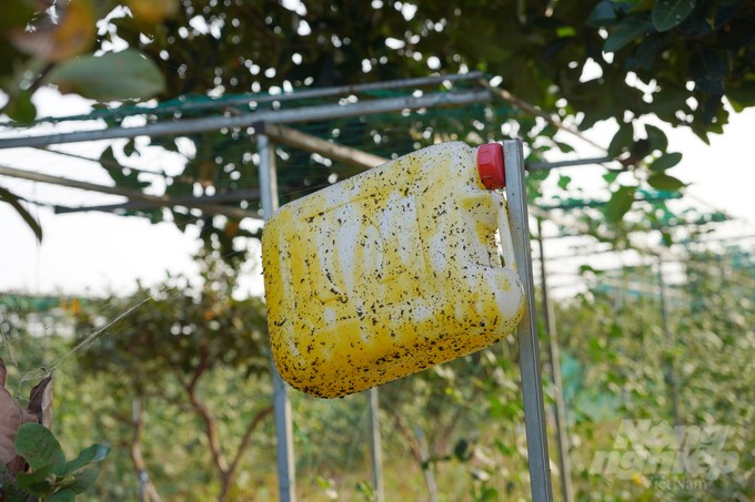Around the farm are sticky traps for insects that are harmful to crops. Photo: Nguyen Thuy.