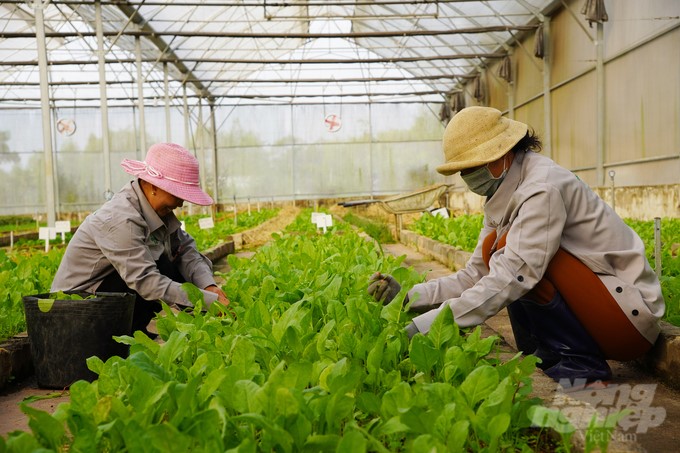 Workers at Viet Ha Organic Farm weed by hand. Photo: Nguyen Thuy.