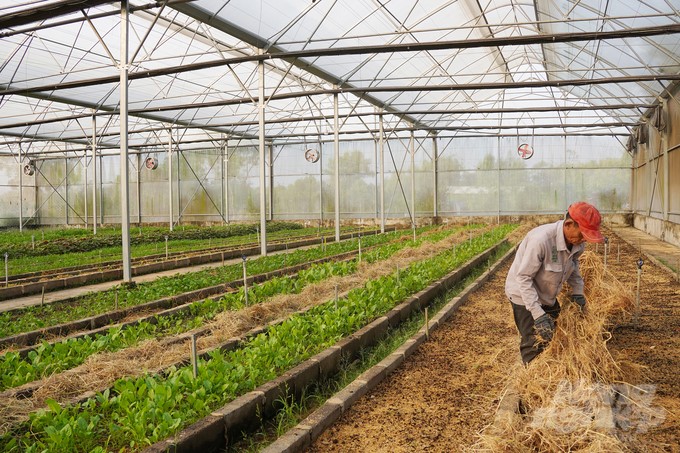 Straw is mulched between vegetable beds to create moisture for the soil. Photo: Nguyen Thuy.