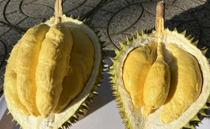 Durian at a garden in Can Tho. Photo: Manh Khuong.