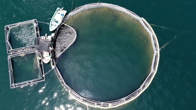 Norway highly values Vietnam's objectives in the fisheries sector, which include reducing fishing intensity and enhancing mariculture in suitable marine areas. Photo: Hong Tham.