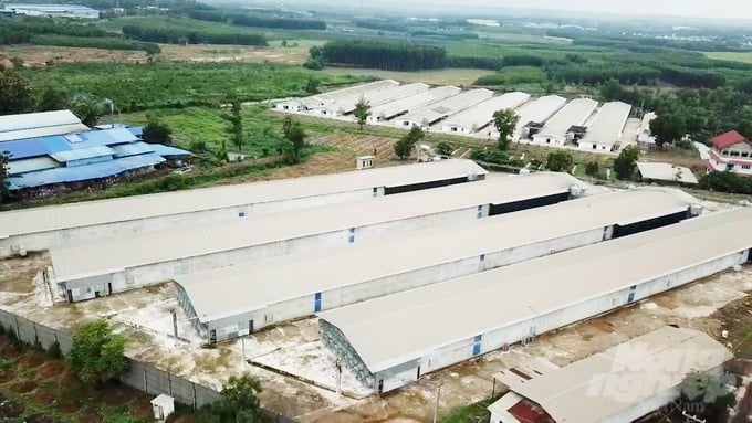 Domestic livestock production is a field that is facing many difficulties, so putting livestock facilities on the list of those that must conduct greenhouse gas inventory at this time requires an appropriate roadmap. Photo: Minh Sang.