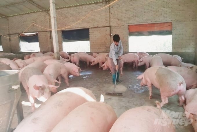 Vietnam is among the countries with the highest livestock density in the world, and livestock farming space in the country is very limited. Photo: Minh Sang.