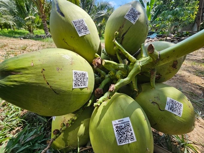 Vietnam and China have initialed to conclude the negotiation of the Protocol on Plant Quarantine Requirements for Fresh Coconut Exports from Vietnam to China. Photo: TL.
