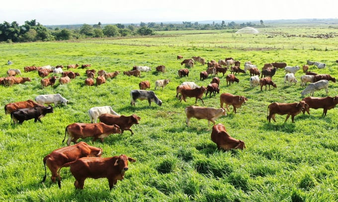 A corner of Thaco Agri's cow farm. Photo: Thaco.