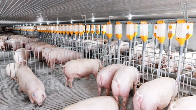 Most livestock farms have not met the requirements for conducting inventory and seriously applying processes to reduce greenhouse gas emissions. Photo: Minh Sang.