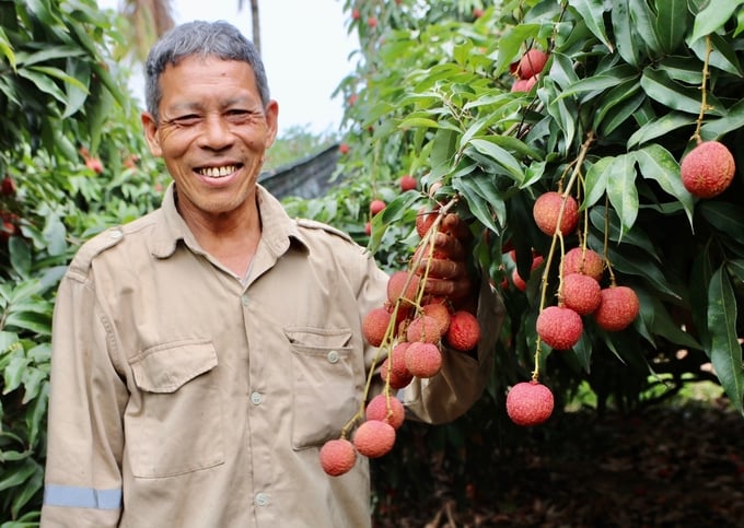 Mr. Pham Van Tri (Da Bac area, Phuong Nam ward, Uong Bi city) in his lychee garden. Photo: Nguyen Thanh.