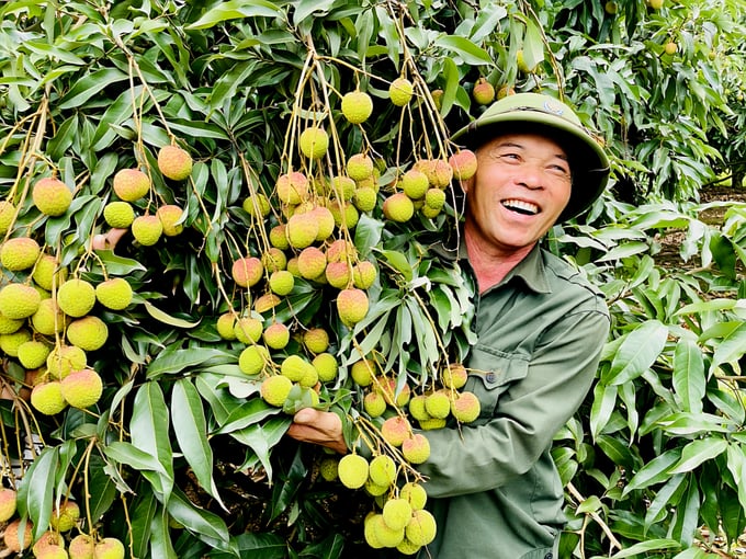 The joy of lychee farmers in Phuong Nam Ward (Uong Bi City) as lychees yield a bountiful and profitable harvest. Photo: Cuong Vu.
