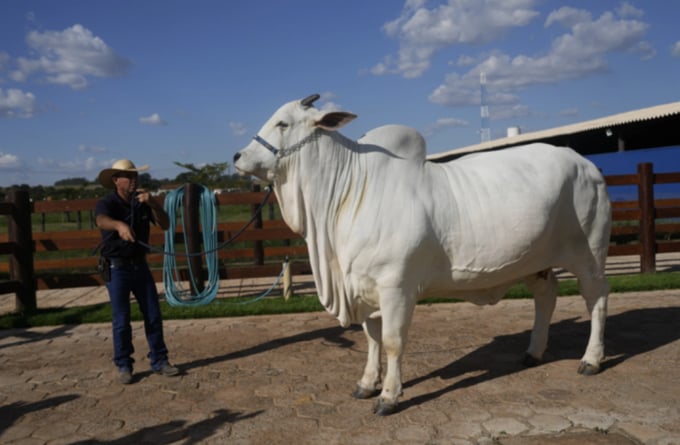 A stockman shows off the Nelore cow known as Viatina-19 at a farm in Uberaba, Minas Gerais state, Brazil, Friday, April 26, 2024.