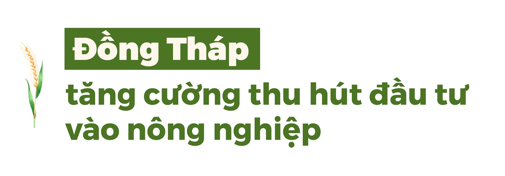 dong-thap-thu-hut-nhieu-nha-dau-tu-lon-giup-kinh-te-tang-truong-001733_454.jpg