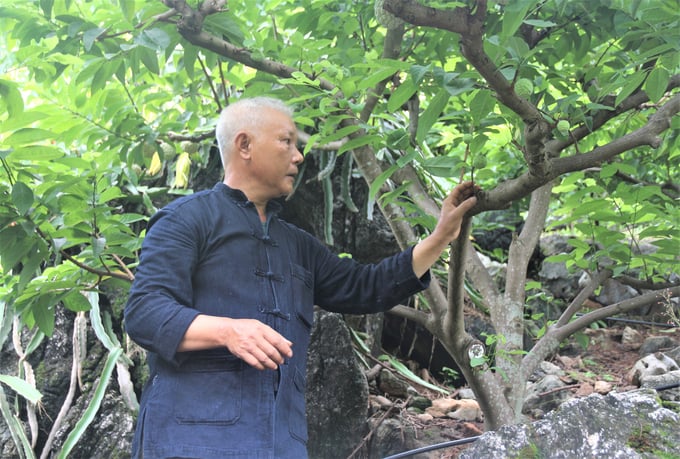 Ông Kiều Thượng Chất (xóm Phượng Hoàng, xã Phú Thượng, huyện Võ Nhai) là người có nhiều kinh nghiệm trong việc chăm sóc na. Ảnh: Phạm Hiếu.