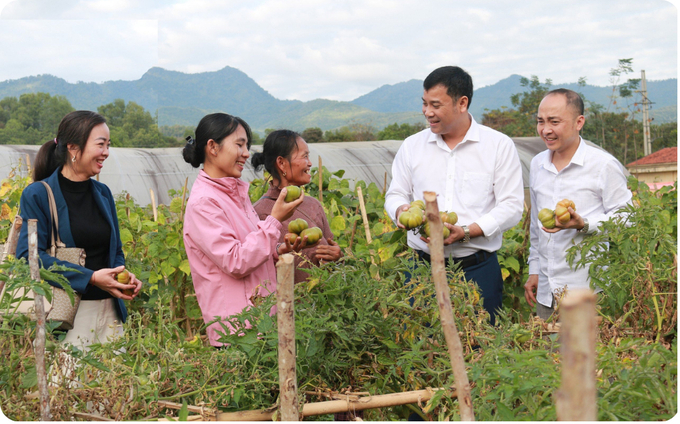 Ông Nguyễn Hữu Hiến (thứ 2 từ phải sang) Phó Chủ tịch UBND huyện Tương Dương tham quan mô hình trồng cà chua múi tại bản Phòng, thị trấn Thạch Giám (Tương Dương). Ảnh: Báo Nghệ An