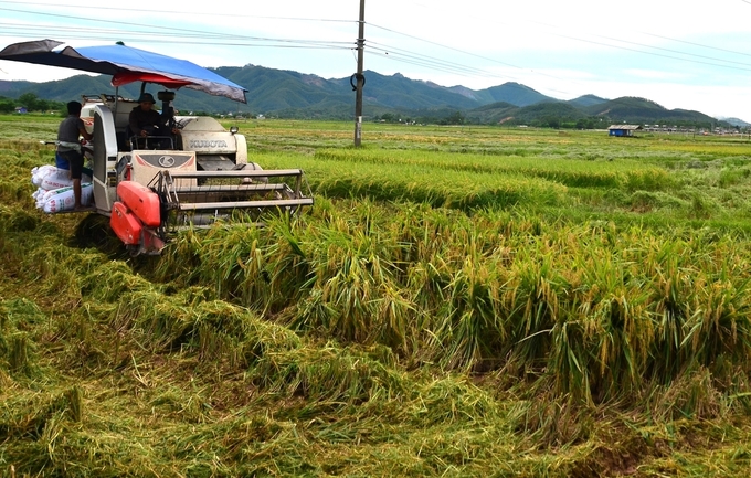Thu hoạch lúa xuân ở Phú Thọ. Ảnh: Vân Đình. 