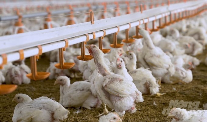 Binh Phuoc is expected to become the locality with the largest chicken export scale in Southeast Asia in the next few years. Photo: Tran Trung.
